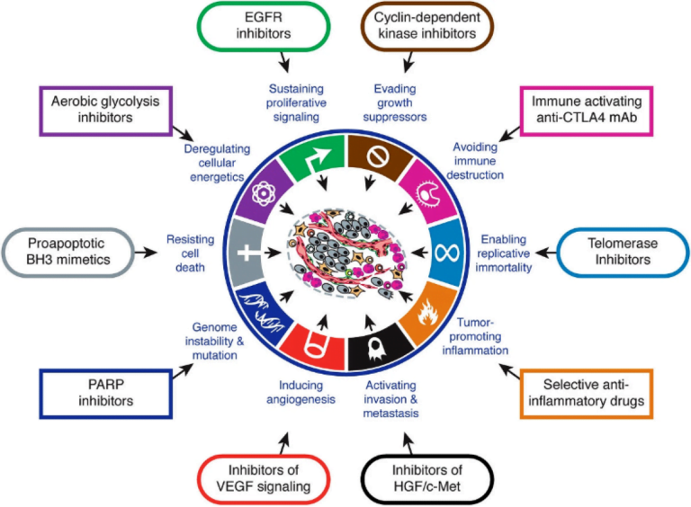 Hình 1. Sự tương ứng giữa biến đổi phân tử và liệu pháp điều trị ung thư